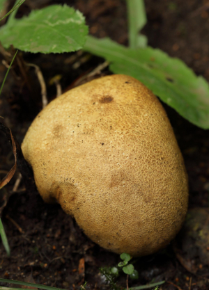 Possible Potato Earthball (Scleroderma bovista)